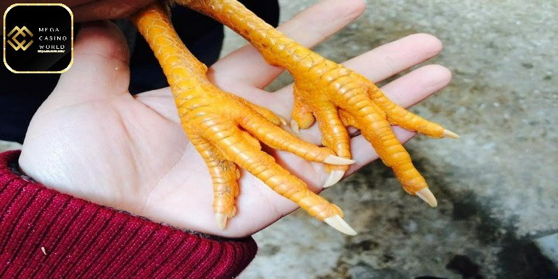 Cách coi chân gà đá để chọn được gà tỷ lệ chiến thắng cao 5 Nhận biết gà chiến hay dựa vào phần chân