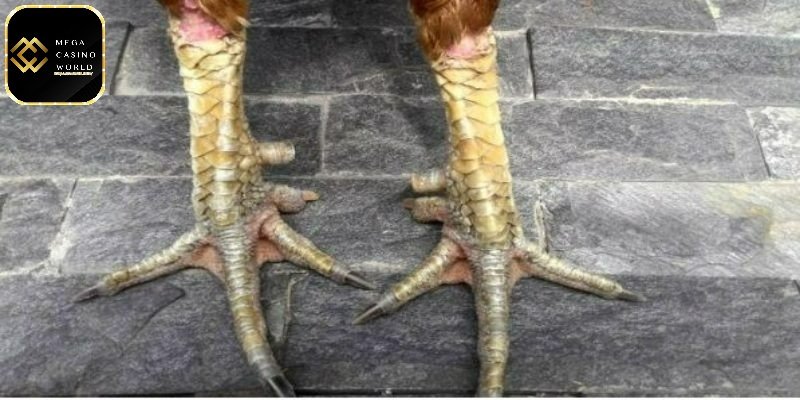 Cách coi chân gà đá để chọn được gà tỷ lệ chiến thắng cao 2 Cách kiểm tra chân gà đá