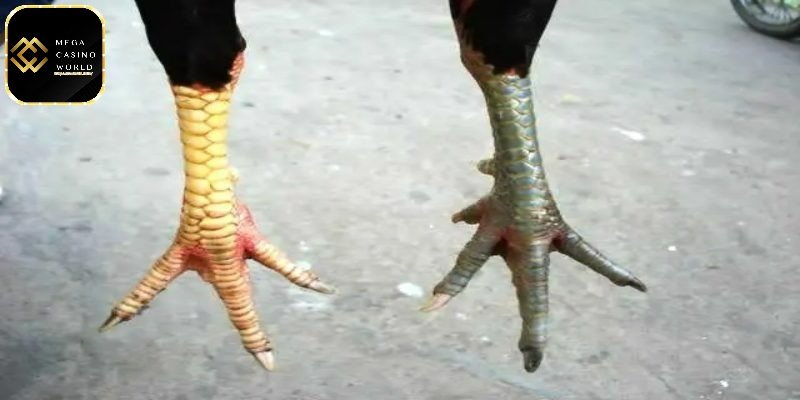Cách coi chân gà đá để chọn được gà tỷ lệ chiến thắng cao 1 Cấu tạo chân của gà chiến đẹp