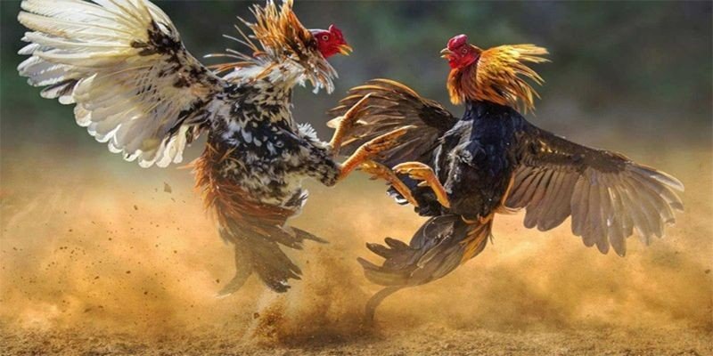 Cách nuôi gà đá bo lớn bền sức, khỏe mạnh từ chuyên gia 2 Am hiểu về môi trường sống