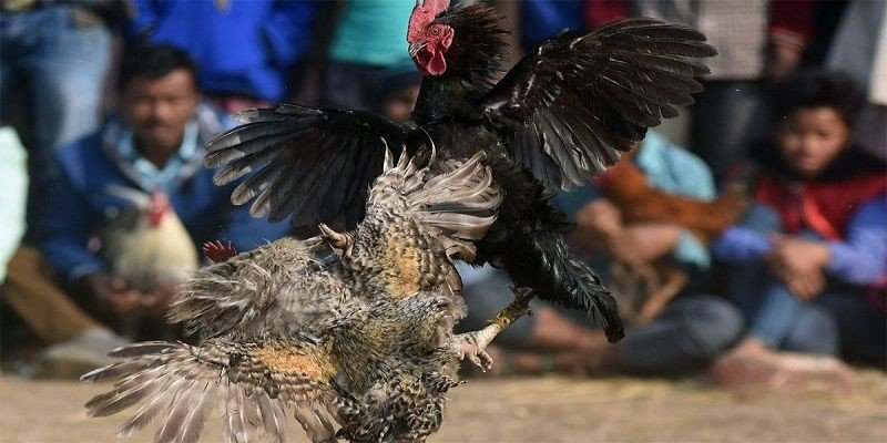 Cách nuôi gà đá bo lớn bền sức, khỏe mạnh từ chuyên gia 3 Cách nuôi gà đá bo lớn nhờ cắt tai tích