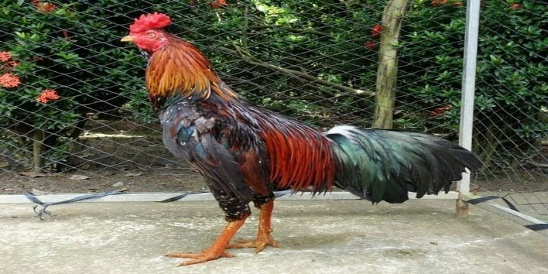 Cách nuôi gà đá bo lớn bền sức, khỏe mạnh từ chuyên gia 4 Chế độ dinh dưỡng đúng cách