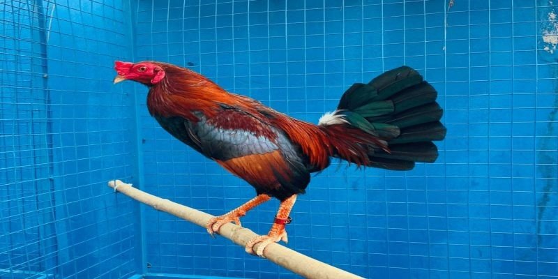 Cách nuôi gà đá bo lớn bền sức, khỏe mạnh từ chuyên gia 5 Huấn luyện, rèn luyện định kỳ