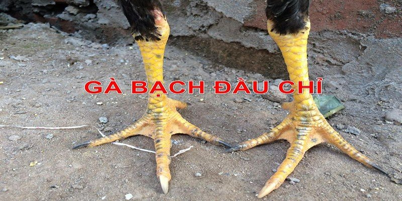 Gà bạch đầu chỉ nghĩa là gì? Cách chăm sóc hiệu quả 3 Gà đầu bạch chỉ có phải gà đá tốt không?
