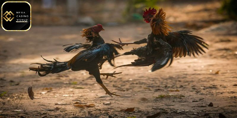 Đá gà mạng - Sân chơi đẳng cấp, tiện lợi ngay tại nhà 5 Giống gà tre phổ biến