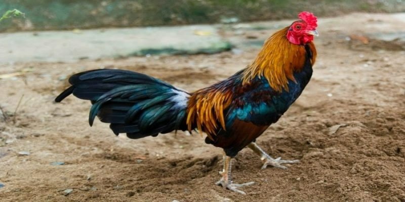 Cách nuôi gà đá bo lớn bền sức, khỏe mạnh từ chuyên gia 6 Những điều cần lưu ý trong cách nuôi gà đá bo lớn