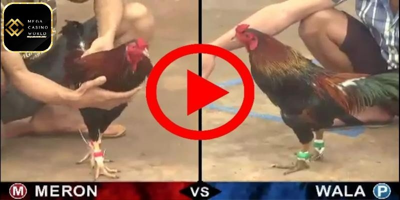 Đá gà mạng - Sân chơi đẳng cấp, tiện lợi ngay tại nhà 2 Sự phát triển vượt trội của chọi gà