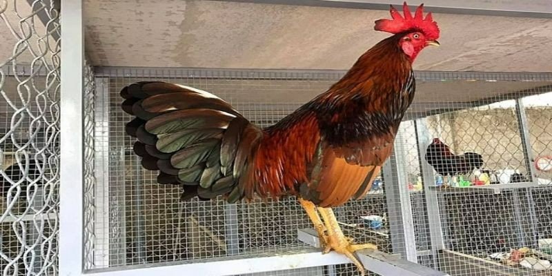 Cách nuôi gà đá bo lớn bền sức, khỏe mạnh từ chuyên gia 1 Tìm hiểu về gà đá bo lớn