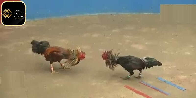 Đá gà mạng - Sân chơi đẳng cấp, tiện lợi ngay tại nhà 3 Trải nghiệm xem chọi gà tại nhà